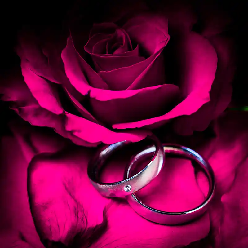 Rose mit Hochzeitsringen